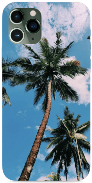 Palm