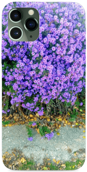 Purple Flowers